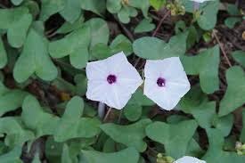 (Ipomoea marginata (Desr.) Manitz)